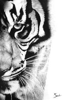 Drawings Of Tiger Eyes 10 Best Tiger Eye S Images Tiger Drawing Eyes Drawings Of Tigers