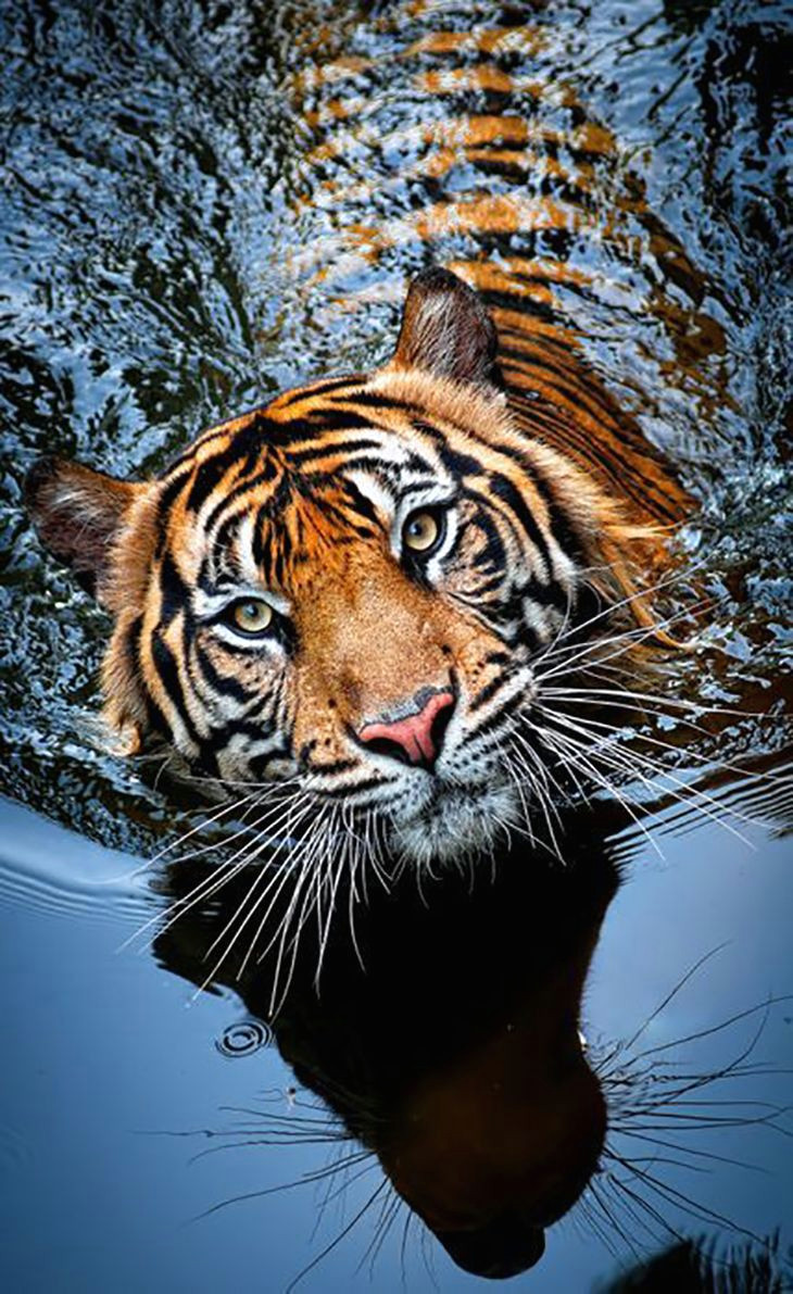 Drawings Of Tiger Eyes top 10 Photos Of Big Cats Animals Animals Animals Beautiful Cats