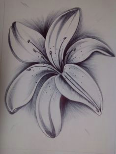 Drawings Of Tiger Lilies Flowers 12 Best Pencil Shaded Flowers Images Drawing Flowers Pencil