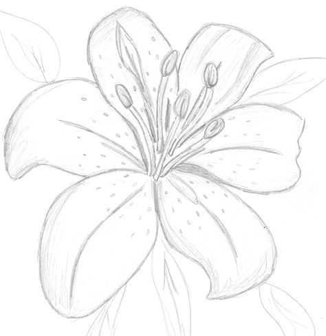 Drawings Of Tiger Lilies Flowers Colourless Tiger Lily by Sunnybunny13 On Deviantart Draws