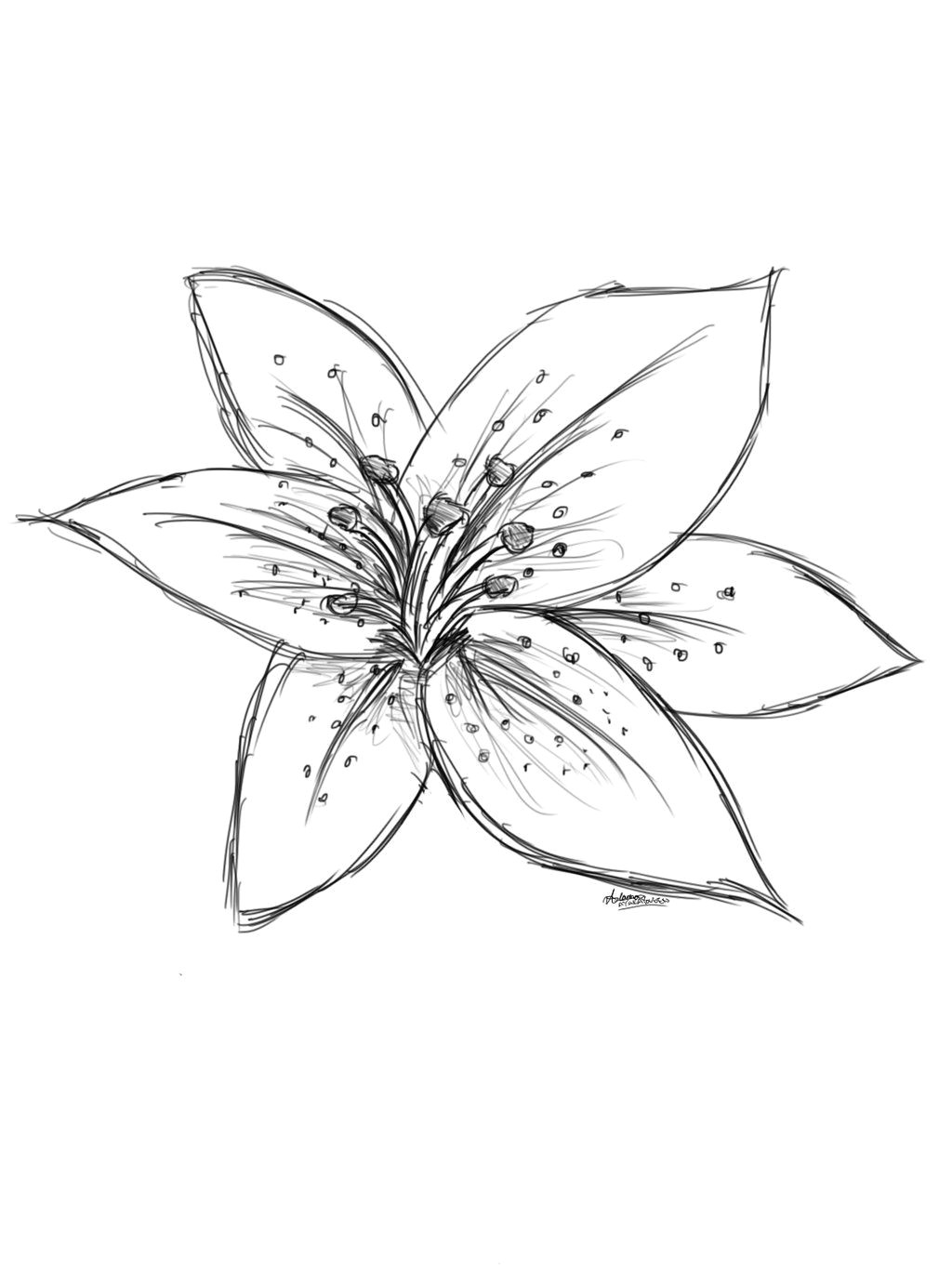 Drawings Of Tiger Lilies Flowers Image Result for Sketch Lily Flower Craft Watercolor Techniques