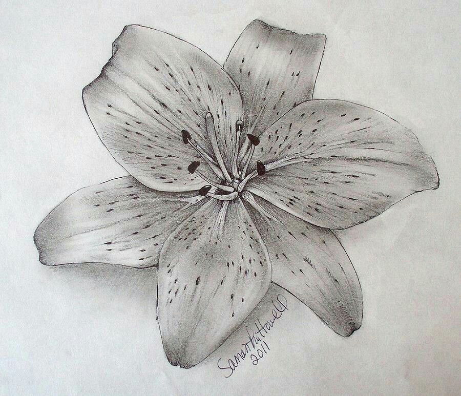 Drawings Of Tiger Lilies Flowers Pin by Sarah Meek On Drawing Pinterest
