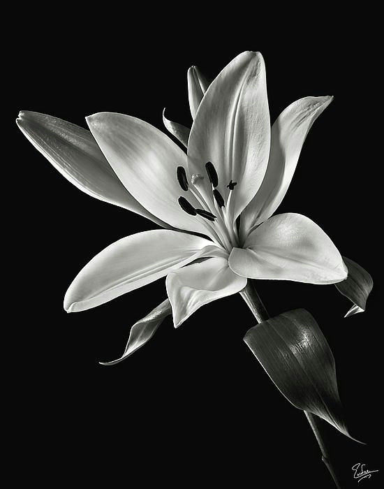 Drawings Of Tiger Lilies Flowers Yellow Tiger Lily In Black and White Flowers My Love