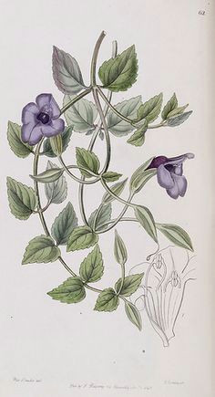 Drawings Of Trailing Flowers 47 Best Hanging or Trailing Plants Images Botanical Drawings