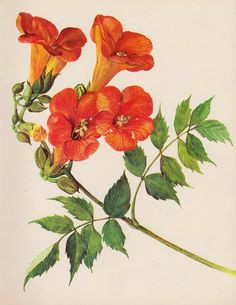 Drawings Of Trumpet Flowers 135 Best Floral Drawing Images Botanical Illustration Botanical