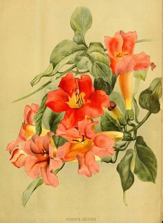 Drawings Of Trumpet Flowers 626 Best Vine Illustrations Images Images Botanical Illustration