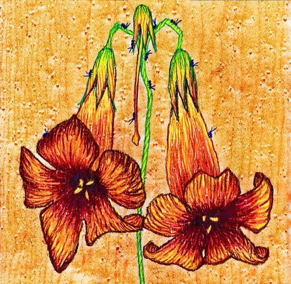 Drawings Of Trumpet Flowers Trumpet Vine Flower Colored Pencil Drawing Etsy