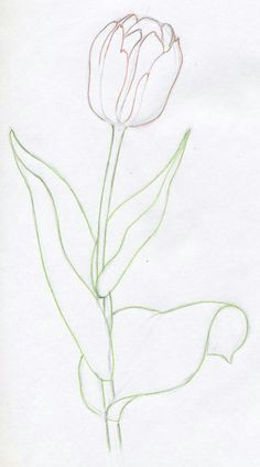 Drawings Of Tulip Flowers 153 Best Tulip Drawing Images Beautiful Flowers Pretty Flowers