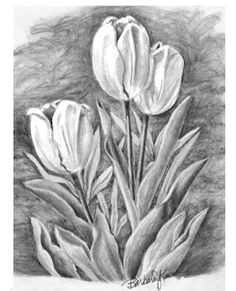 Drawings Of Tulip Flowers 153 Best Tulip Drawing Images Beautiful Flowers Pretty Flowers