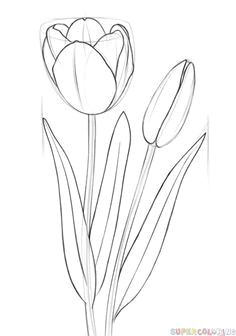 Drawings Of Tulip Flowers 863 Best How to Draw Nature Flowers Trees and More Images In 2019