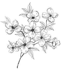Drawings Of Two Flowers 215 Best Flower Sketch Images Images Flower Designs Drawing S