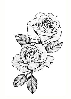 Drawings Of Two Roses 29 Best Rose Drawings Images 3 Roses Tattoo Rose Drawings Tattoo