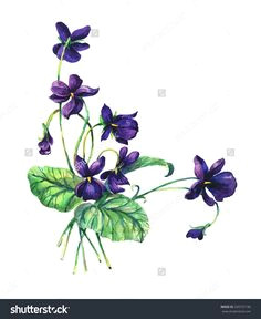 Drawings Of Violets Flowers 140 Best Violet Tattoo Images Violets Violet Tattoo Sweet Violets