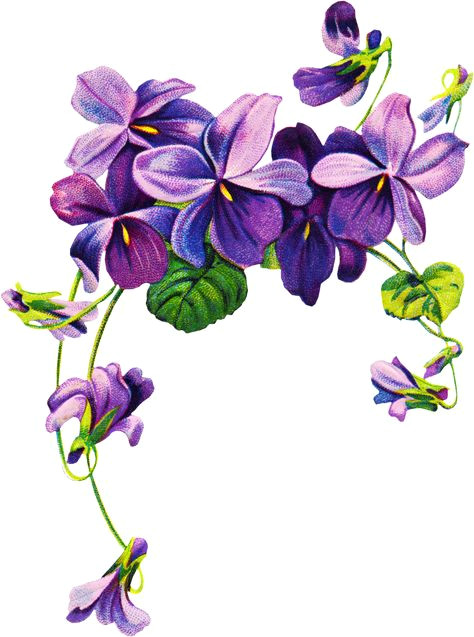 Drawings Of Violets Flowers 16 Best Violet Flower Tattoos Images Violet Flower Tattoos Violet