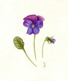 Drawings Of Violets Flowers 50 Best Violet Tattoo Images Violet Tattoo Violets Violet Flower