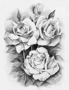 Drawings Of White Roses 172 Best Black and White Flowers Images Drawing Flowers Flower