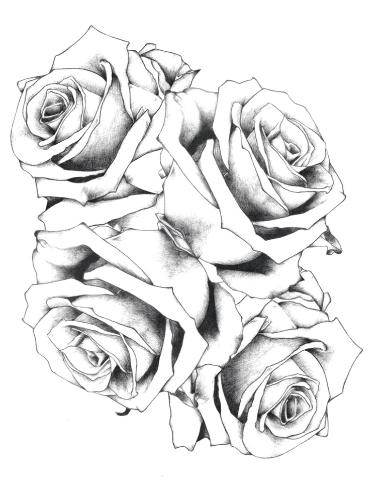 Drawings Of White Roses Rose Drawing Fresh 20 Awesome White Rose Flowers Black Ezba