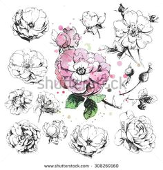 Drawings Of Wild Roses 52 Best Botanical Illustration Images On Pinterest In 2019