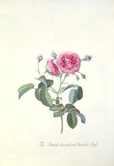 Drawings Of Wild Roses 582 Best Botanical Specimens Images On Pinterest Botanical