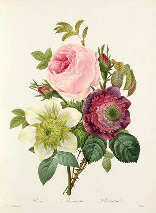 Drawings Of Wild Roses Botanical Wonders and Floral Trends Floral Fascination 2