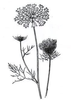 Drawings Of Wildflowers 55 Best Wildflower Drawing Images Botanical Drawings Drawings