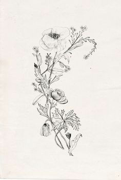 Drawings Of Wildflowers 55 Best Wildflower Drawing Images Botanical Drawings Drawings