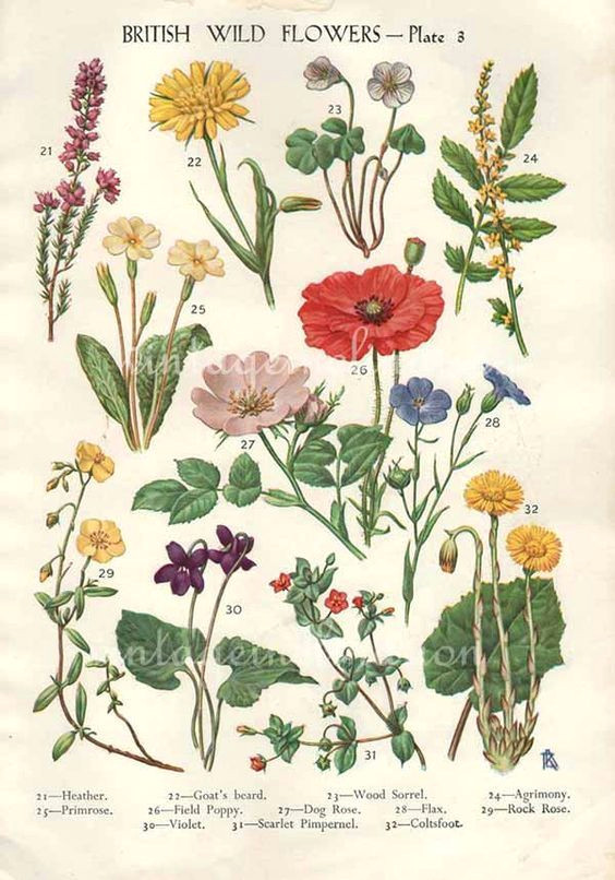 Drawings Of Wildflowers Single Stem Wildflower Drawings Botanicals Pinterest