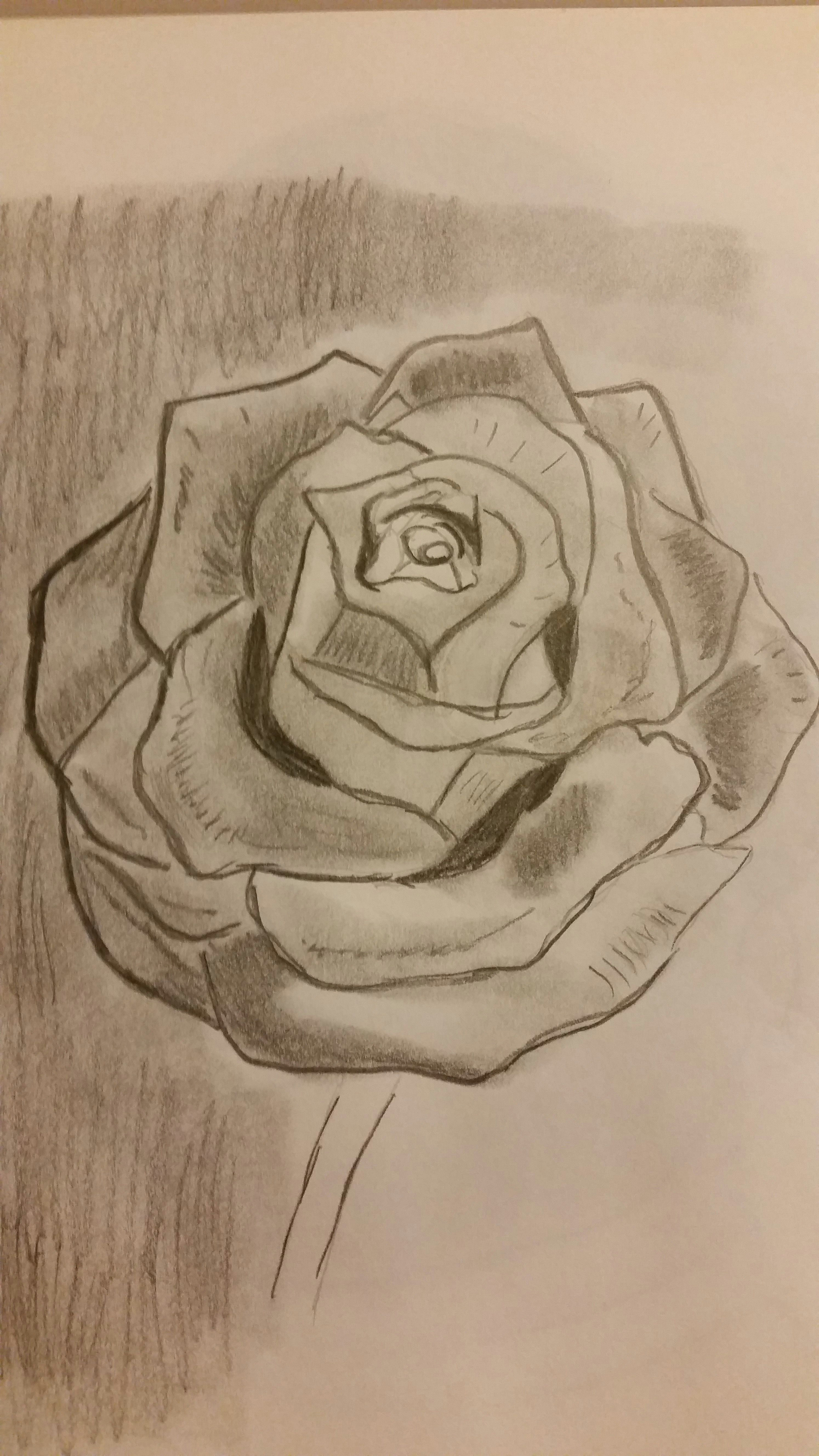 Drawings Of Winter Roses A Rose Drawing A Variety Of Techniques Supplies Pinterest