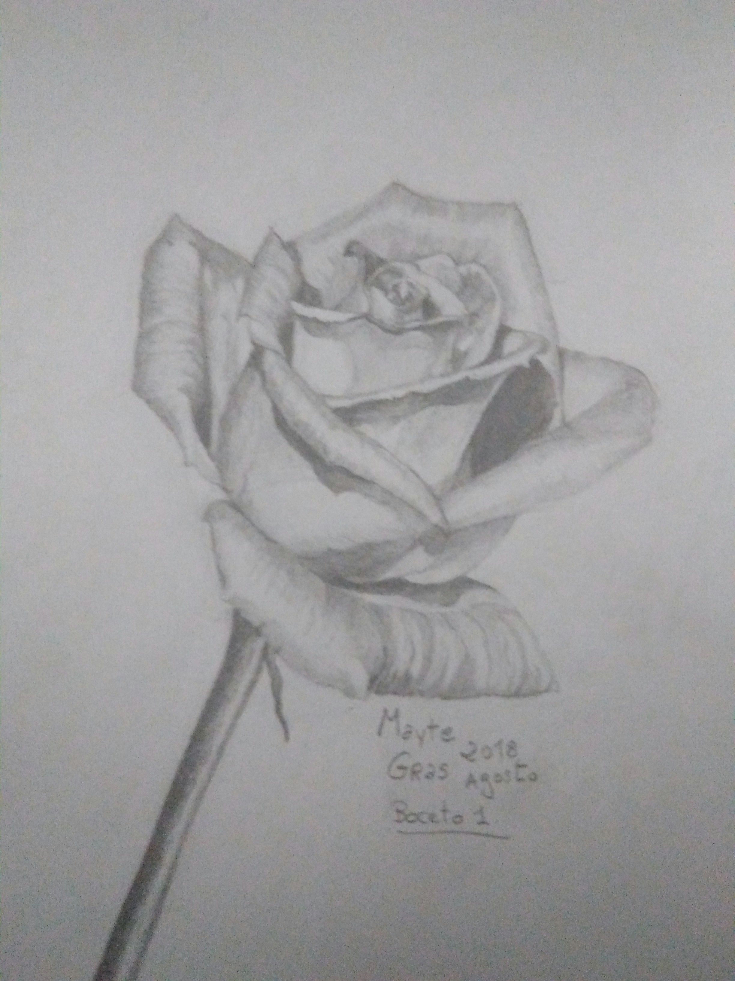 Drawings Of Winter Roses the Rose Pencil Drawings Buy original Art