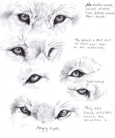 Drawings Of Wolf Eyes 47 Best Wolf Mask Images Drawing Techniques Drawing Tutorials