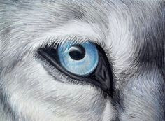 Drawings Of Wolf Eyes In Pencil 38 Best Wolf Eye Wolf Eyes Images Cut Animals Pretty Animals