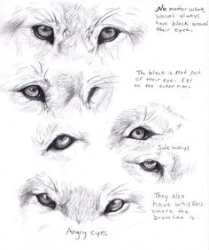 Drawings Of Wolf Eyes In Pencil 51 Best Crafts Drawing Images Animal Drawings Drawings Pencil