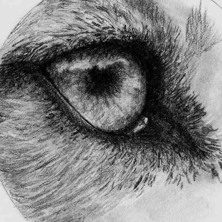 Drawings Of Wolf Eyes In Pencil Jay Jayjaythewolfie On Pinterest