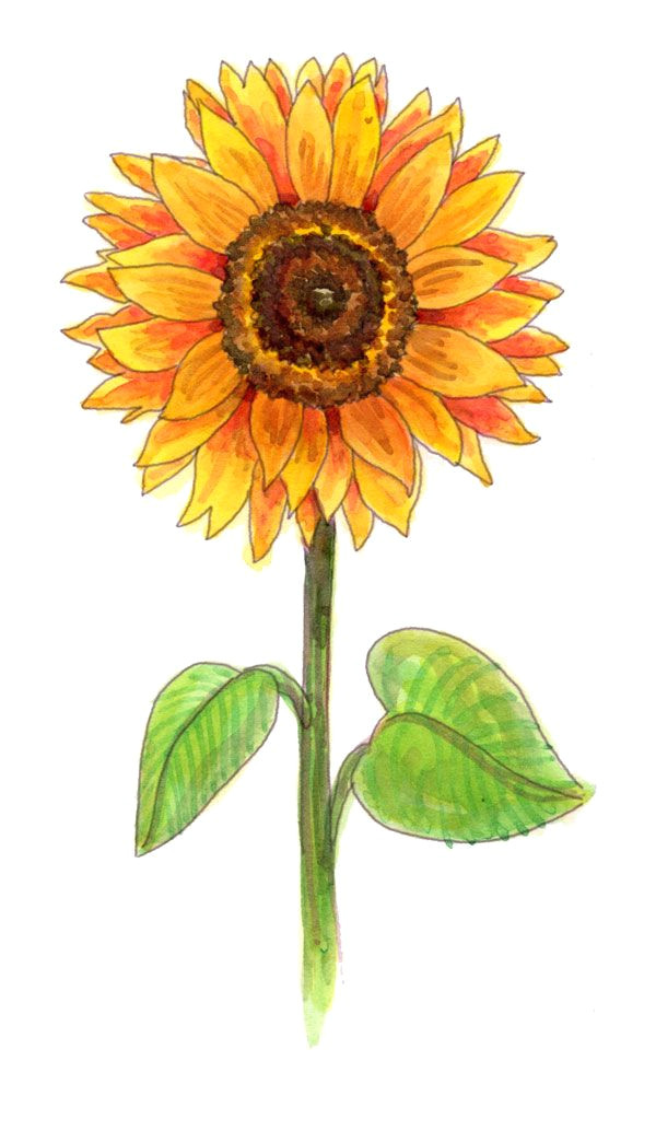 Drawings Of Yellow Flowers Drawing A Sunflower Drawing Inspiration Pinterest Drawings