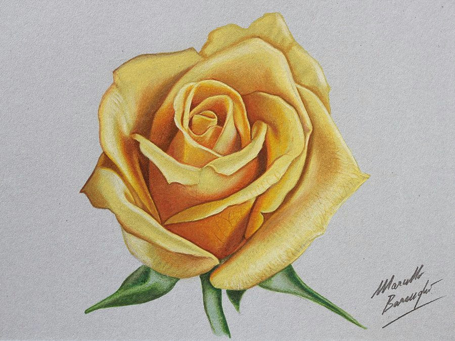 Drawings Of Yellow Roses Yellow Rose Drawing by Marcello Barenghi by Marcellobarenghi