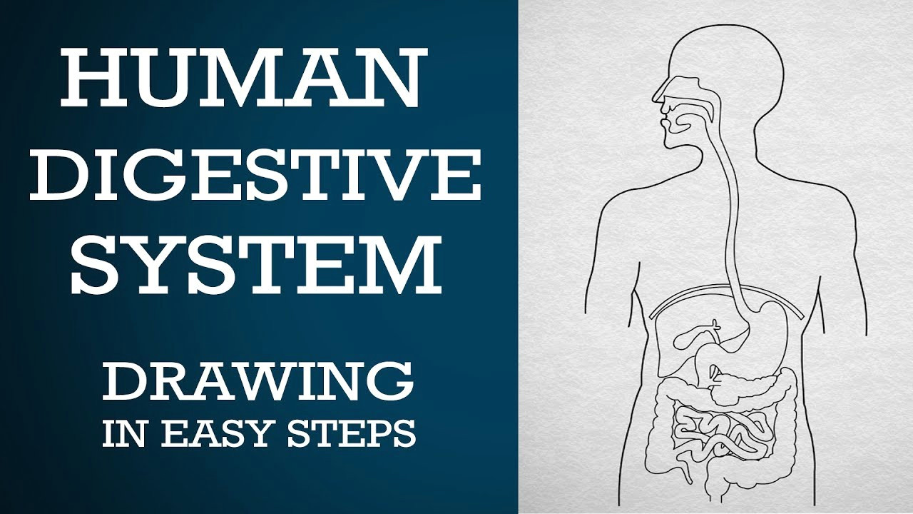 Easy Drawing Class 1 Easy Way to Draw Human Digestive System Life Processes Ncert