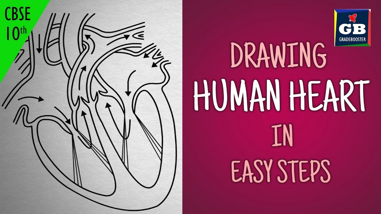 Easy Drawing Class 1 Easy Way to Draw Human Heart Life Processes Ncert Class 10