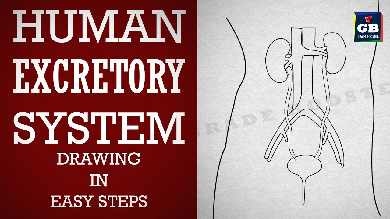 Easy Drawing Class 1 How to Draw Human Excretory System In Easy Steps Life Processes