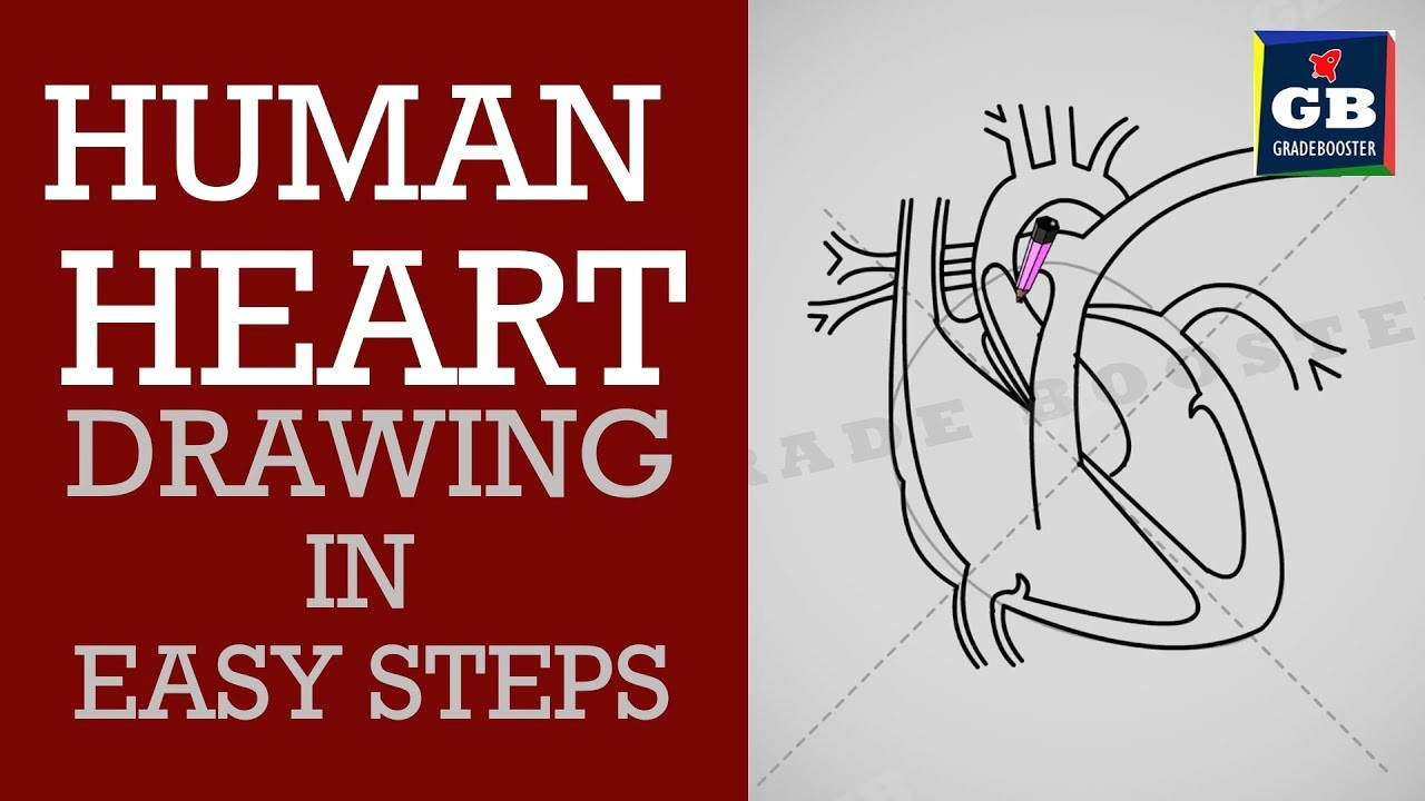 Easy Drawing Class 1 How to Draw Human Heart In Easy Steps Life Processes Ncert Class 10