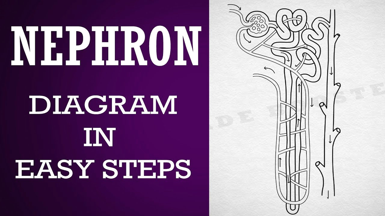 Easy Drawing Class 1 How to Draw Nephron In Easy Steps 10th Biology Science Cbse