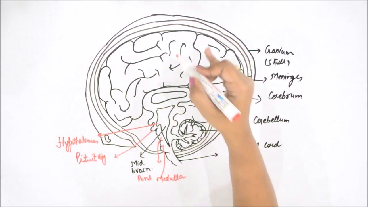 Easy Drawing for Class 1 How to Draw Human Brain Youtube