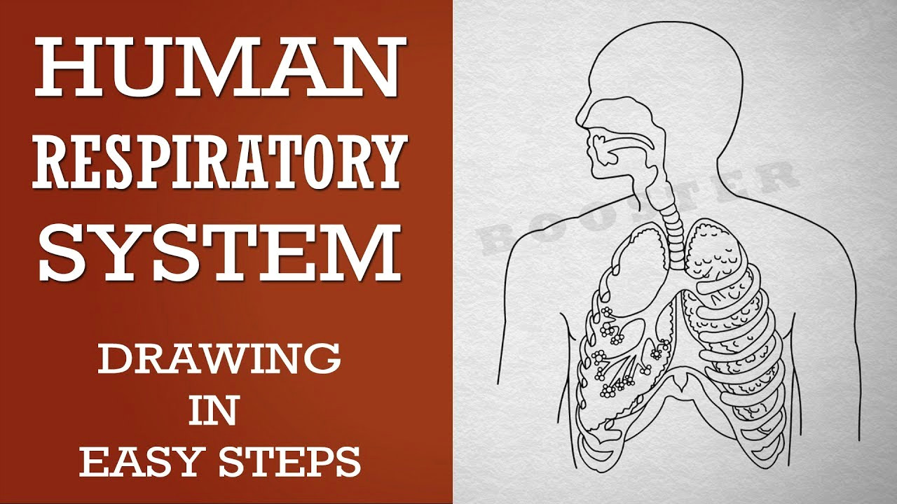 Easy Drawing for Class 1 How to Draw Human Respiratory System In Easy Steps 10th Biology