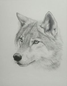 Easy Drawing Gray Wolf 255 Best Wolf Drawing Drawing Ideas Images Drawings Drawing