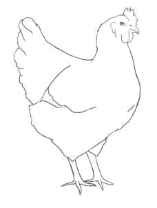 Easy Drawing Hen How to Draw Chickens Hens with Easy Step by Step Drawing Tutorial