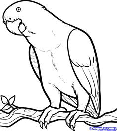 Easy Drawing In Colour Steps to Draw A Parrot How to Draw A Parrot 3 Parrots