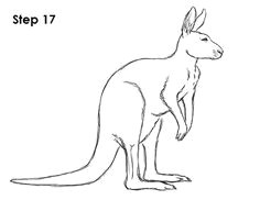 Easy Drawing Kangaroo 36 Best Kangaroos Images Drawings Kangaroo Drawing Character Design