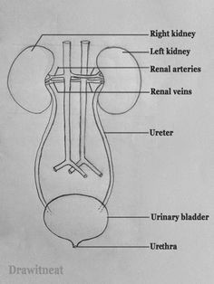 Easy Drawing Kidney 137 Best Biology Drawing Images Botanical Illustration Botanical