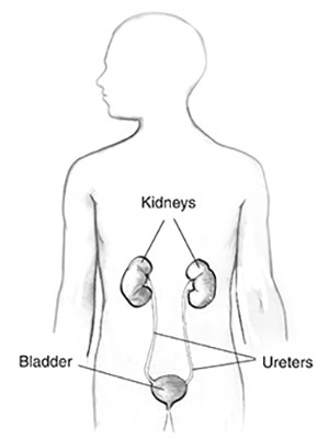 Easy Drawing Kidney Diabetes Insipidus Niddk