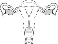 Easy Drawing Kidney Draw It Neat How to Draw Female Reproductive System