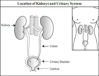 Easy Drawing Kidney Kidney and Its Function Vikaspedia